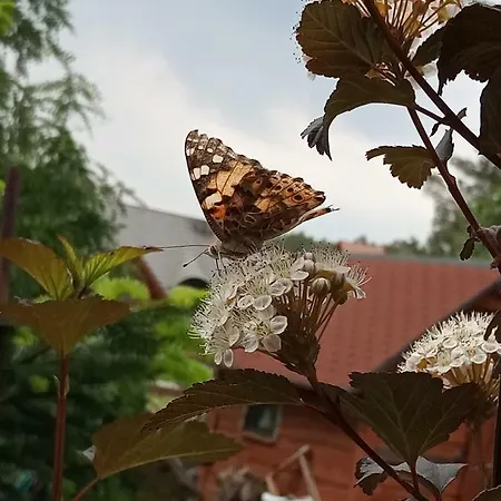Dom Wiesia Kaszuby Do 8 Os. Olpuch