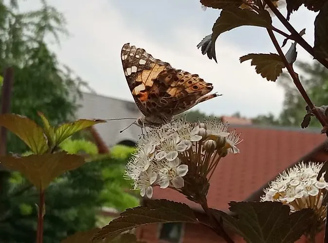 Dom Wiesia Kaszuby Do 8 Os. Olpuch